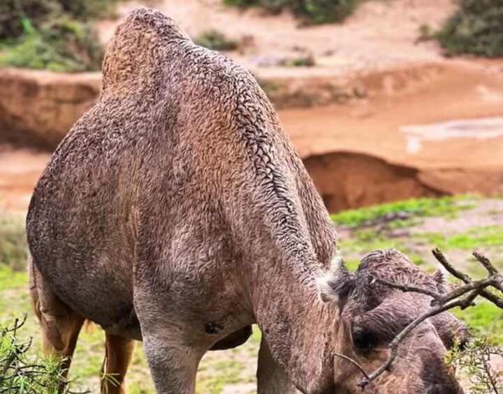 Camel Ride Experience in Timlalin – Agadir (1 Hour)
